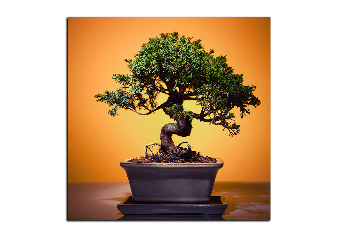 Obraz na plátně - Bonsai - čtverec Obraz na plátně - Bonsai - čtverec